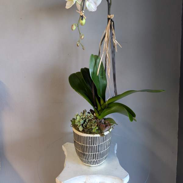 Tall white orchid plant with succulents in a black and white patterned ceramic pot