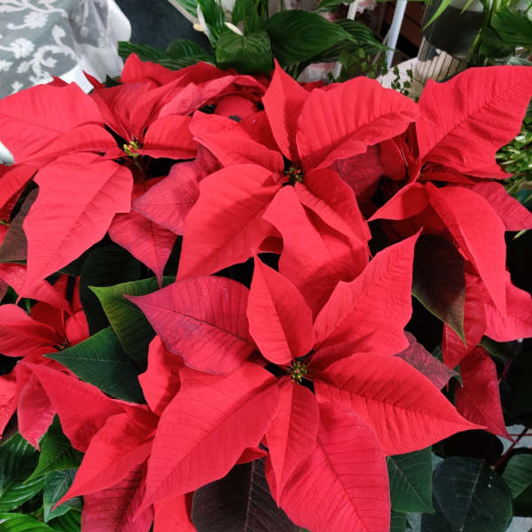 Red poinsettia plant with dark green leaves