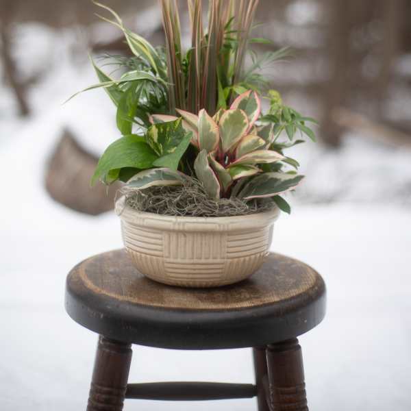 Potted mixed foliage arrangement in a cream basket-style planter