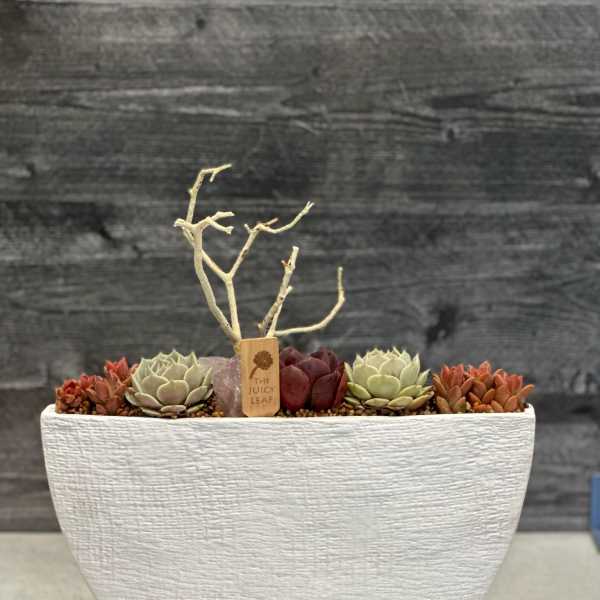 Succulent arrangement in a white textured planter with a twig accent