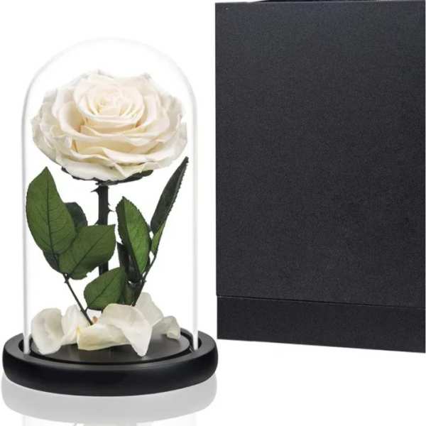 White rose under a glass dome with a black base and gift box