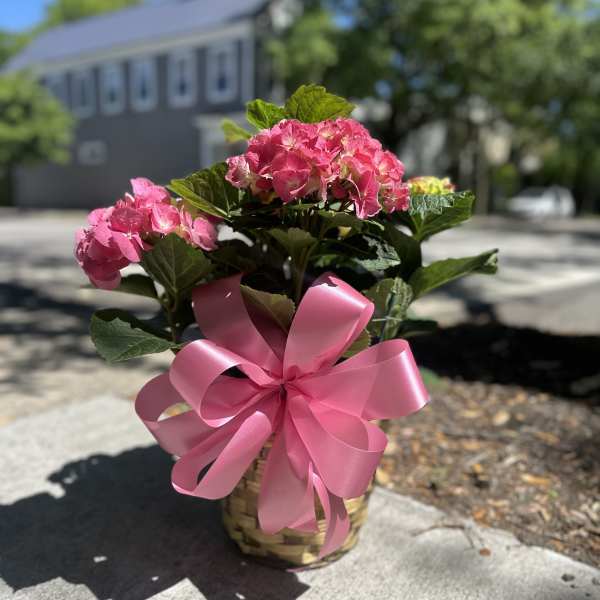 Pink hydrangeas in a basket with a large pink ribbon