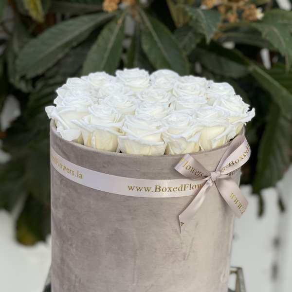 Round box of white roses tied with a satin ribbon