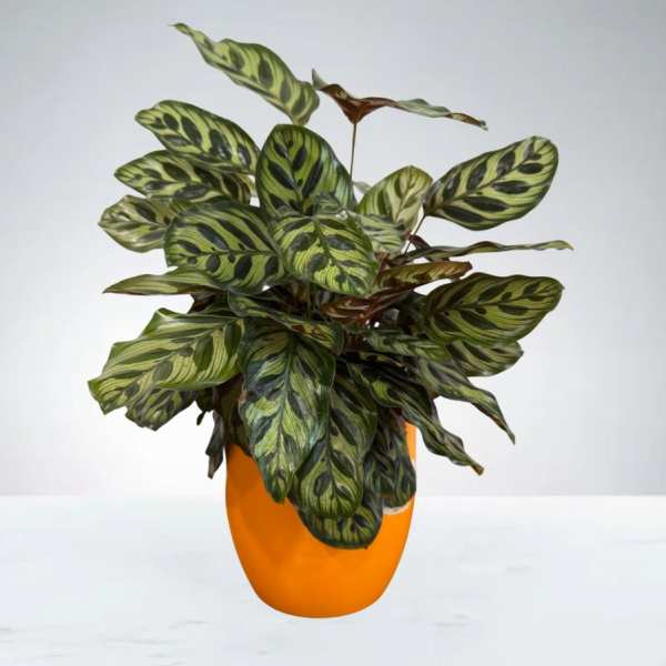 Calathea Makoyana