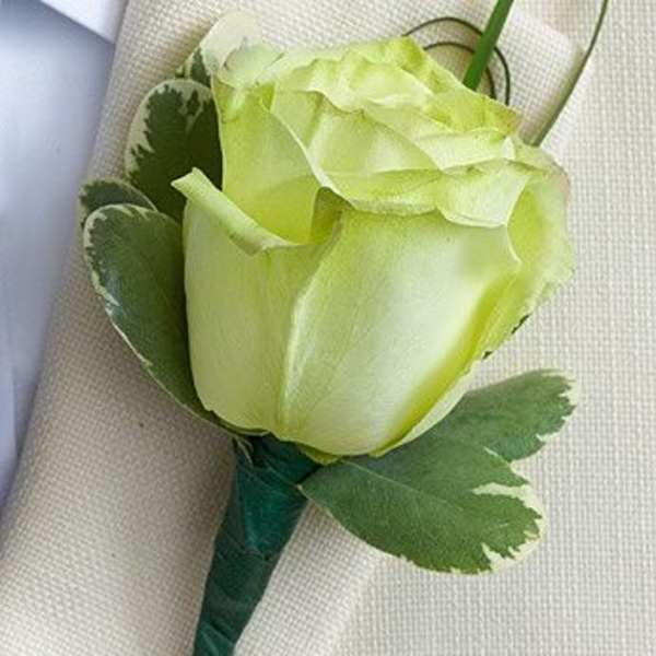 Single pale green rose boutonniere with green leaves