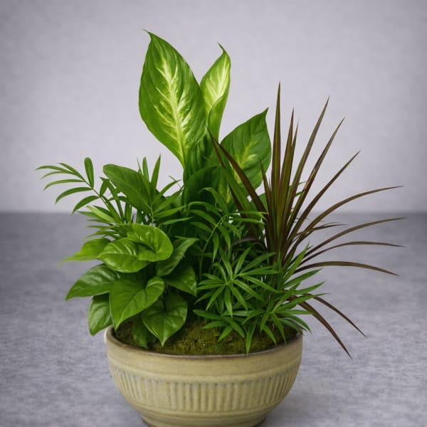 Mixed green houseplants arranged in a beige ceramic bowl planter