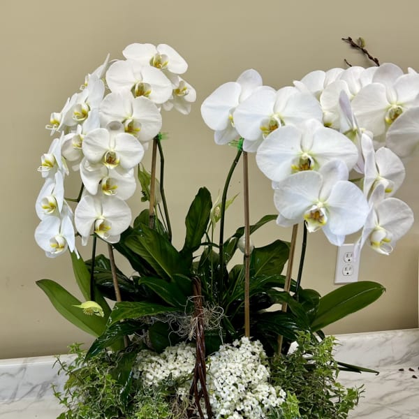 White orchids arranged in a wicker basket with green plants