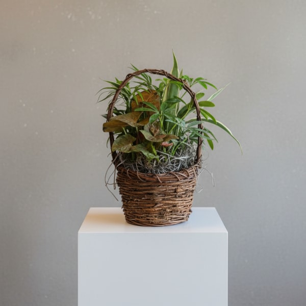 6" Wicker Basket Garden by Birch & Blossom