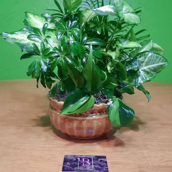Potted green houseplant arrangement in a ceramic bowl