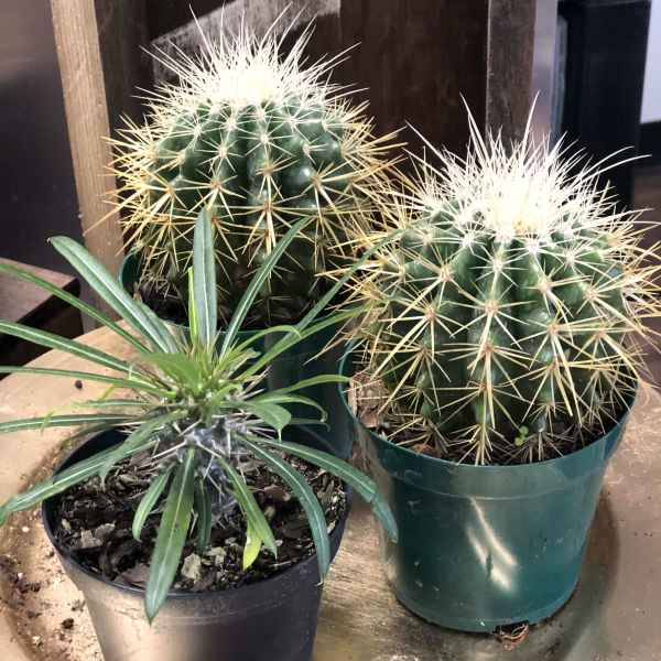 Three potted cacti and a small spiky succulent on a tray