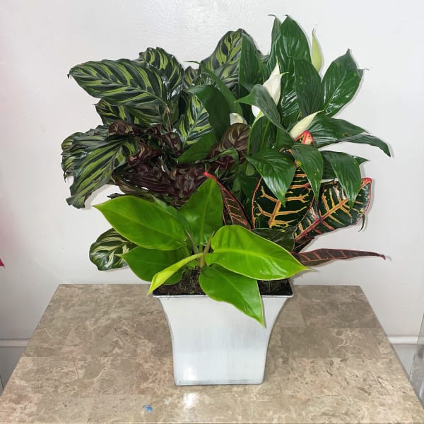 Mixed tropical houseplants in a white square planter