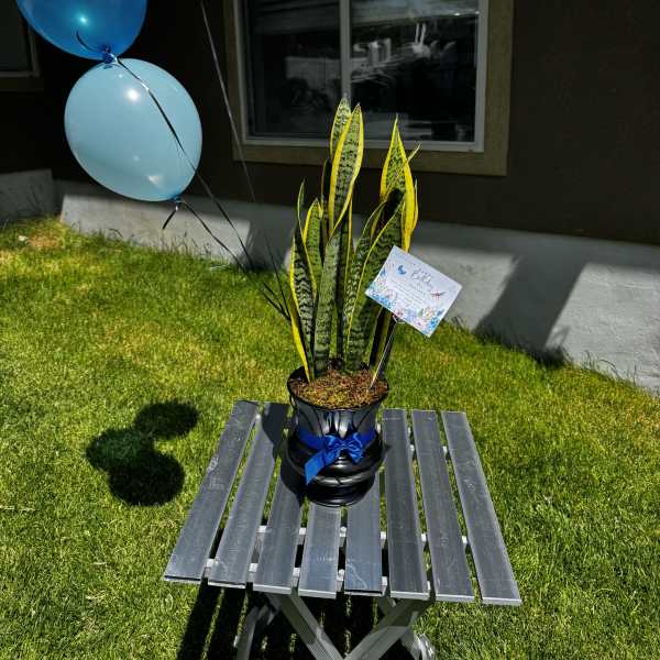 Potted snake plant with blue balloons tied beside it