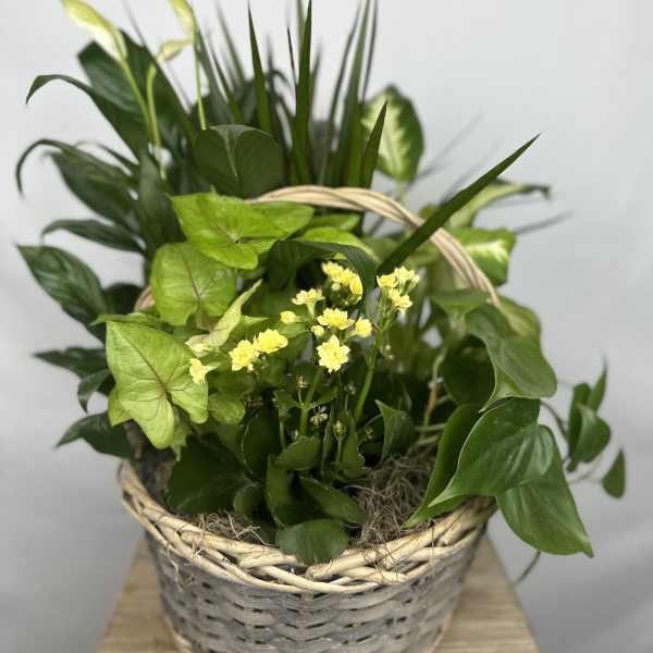 Basket of green houseplants with small yellow flowers