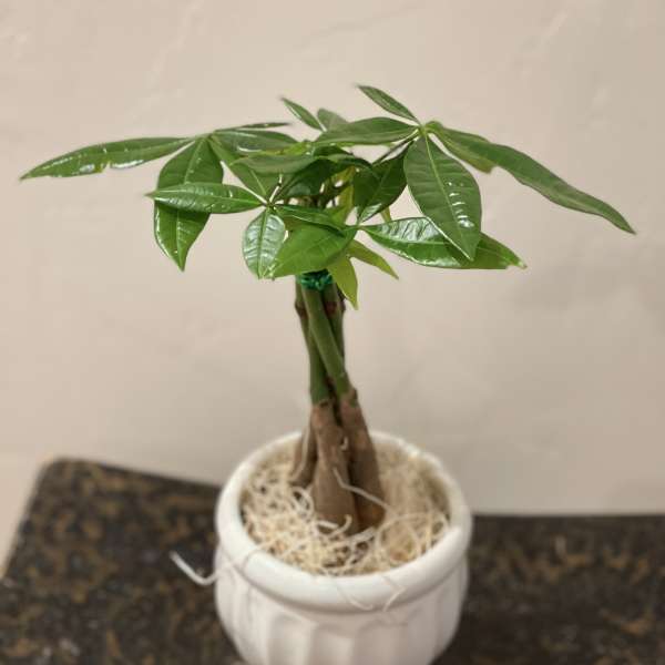 Small potted money tree plant in a white ceramic pot