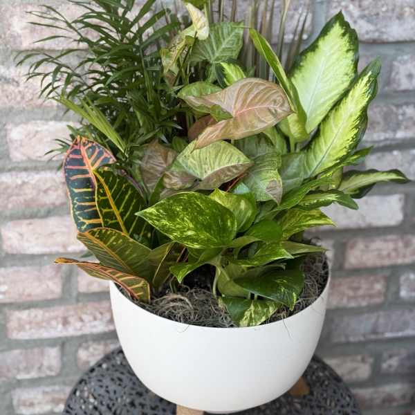 Mixed tropical plants in a white bowl planter