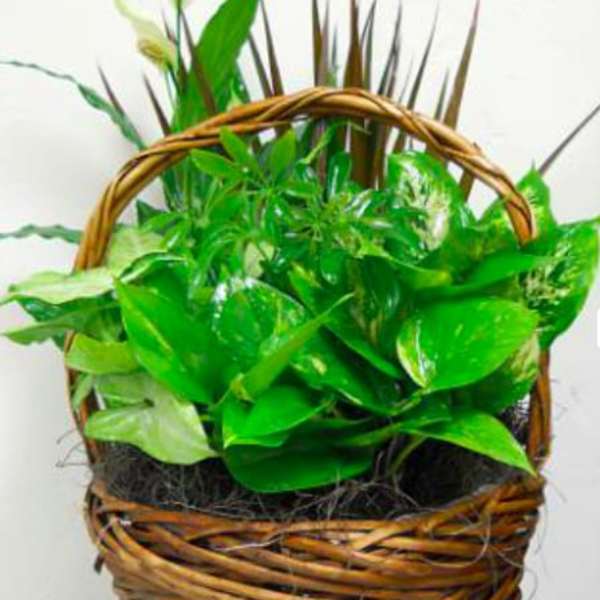 Green potted plant in a woven basket with a handle