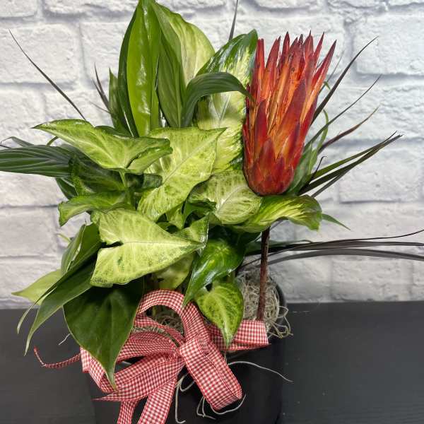 Tropical plant arrangement with a red-orange protea in a black pot