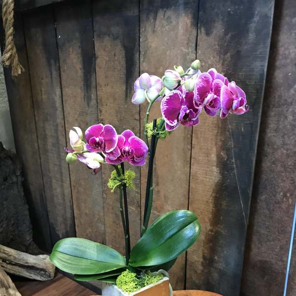 Potted pink and white orchids in a square ceramic container