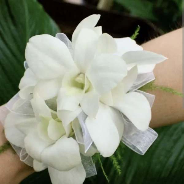 White prom corsage dendrobium orchid