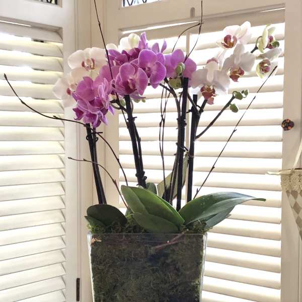 Pink and white orchids in a tall glass vase