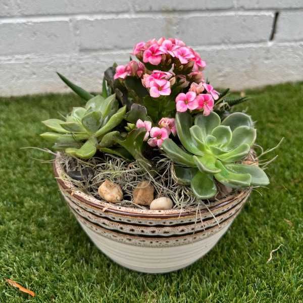 Potted succulent arrangement with pink flowers in a ceramic bowl