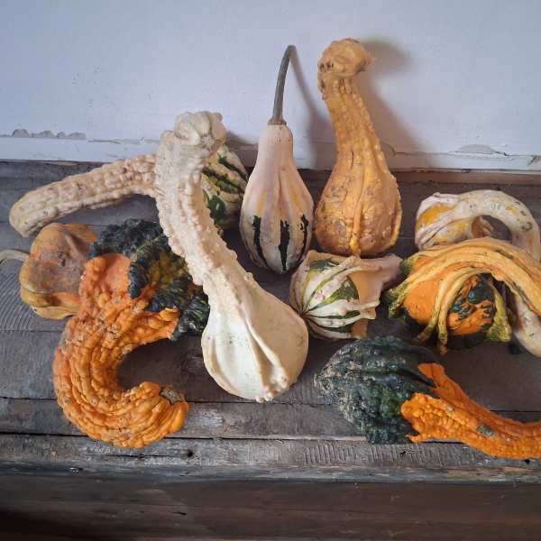 Assorted decorative gourds in orange, white, and green tones