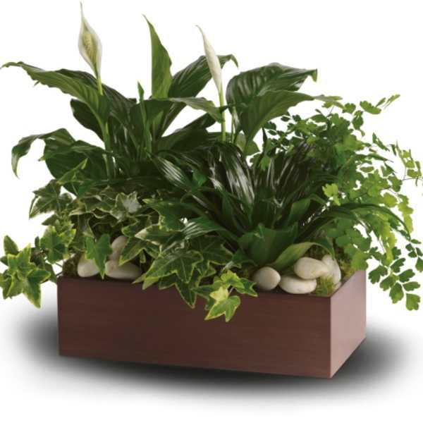 Potted peace lilies and ivy in a rectangular wooden planter