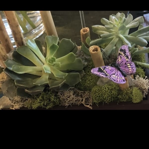 Succulent arrangement with a purple butterfly accent