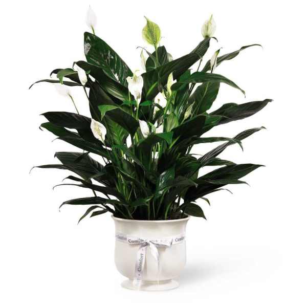 The FTD Comfort Planter