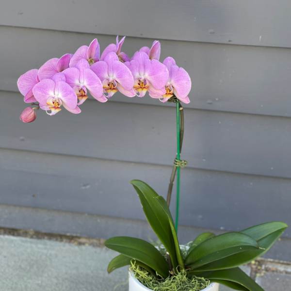 Premium Color Orchids