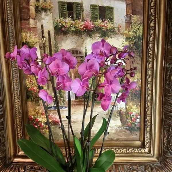 PHALAENOPSIS ORCHID FROM ROMA FLORIST