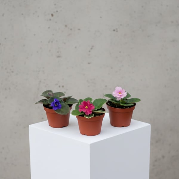 Three small potted flowering plants with pink, purple, and white blooms