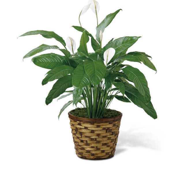 PEACE LILY PLANT