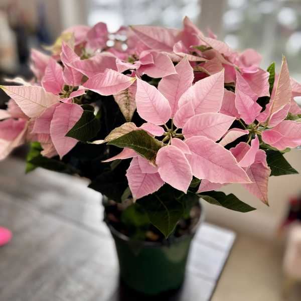 Pink poinsettia plant in a dark pot