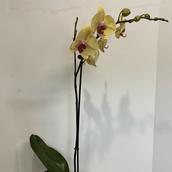 Yellow Orchid Plant