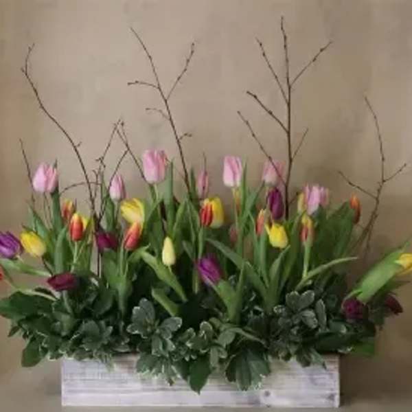 Mixed tulips arranged in a white rectangular planter with bare branches