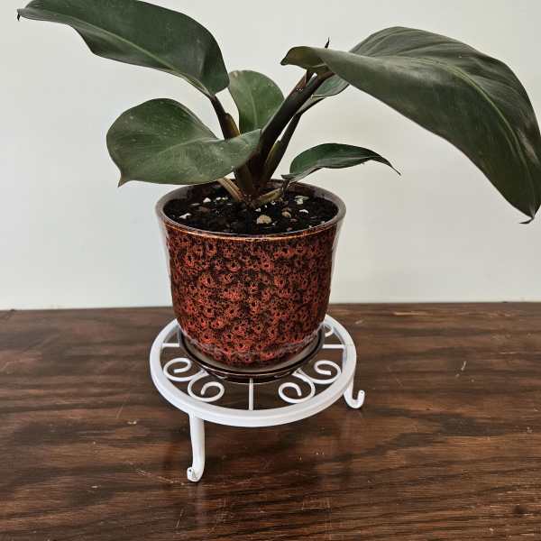 Philodendron "Black Cardinal"