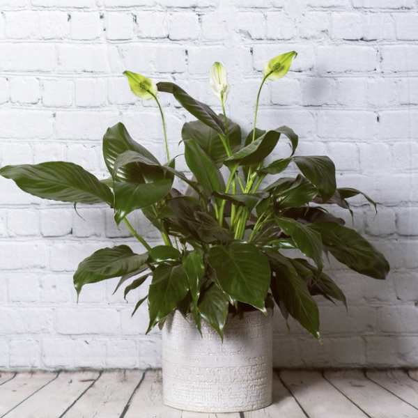Potted peace lily with white blooms in a textured white container