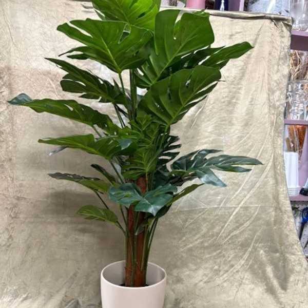 Potted tropical plant with large split green leaves in a white pot