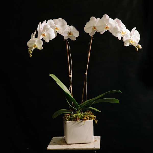 Potted white orchid plant with two tall blooming stems in a white square container