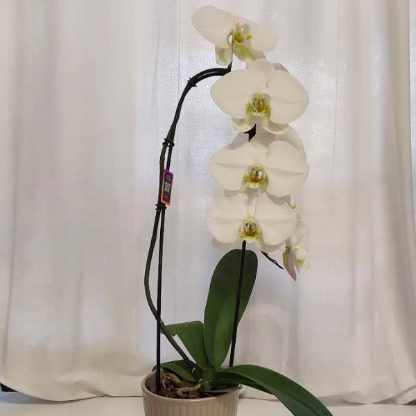 White orchid plant in a beige pot with a support stake