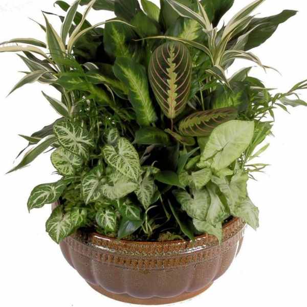 Mixed green houseplants in a brown ceramic bowl planter