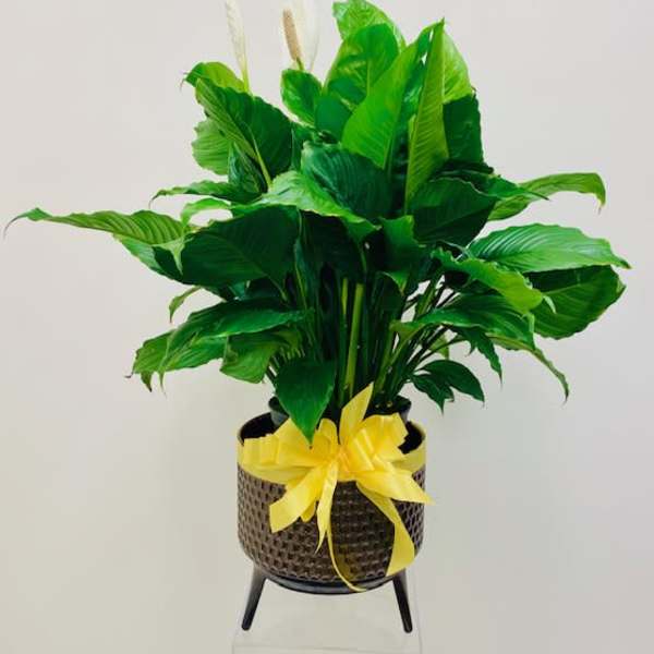 Potted peace lily with a yellow ribbon in a woven planter