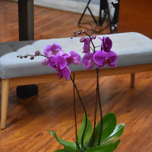 Potted purple orchids in a rustic planter set on a stack of books indoors