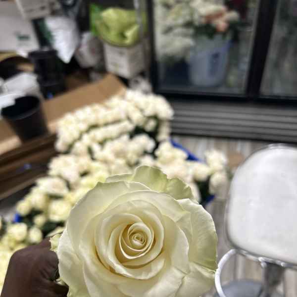 A hand holds a cream-white rose in front of a blurred flower cooler.
