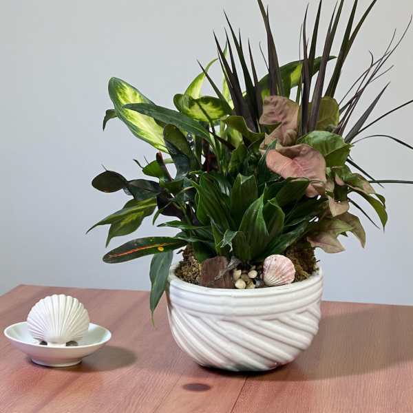Tropical potted plant arrangement in a white ceramic bowl with a small shell dish beside it
