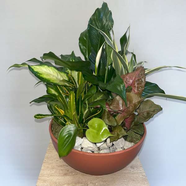 Mixed potted tropical plants in a terracotta bowl with decorative stones