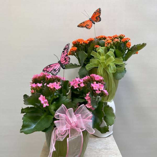 Potted pink and orange flowering plants with butterfly picks and ribbon bows