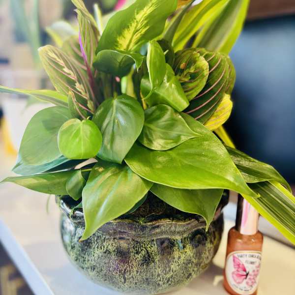 Potted green houseplant in a decorative ceramic pot