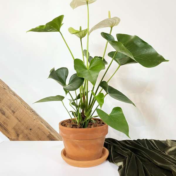 Tall potted anthurium plant with white flowers in a terracotta pot